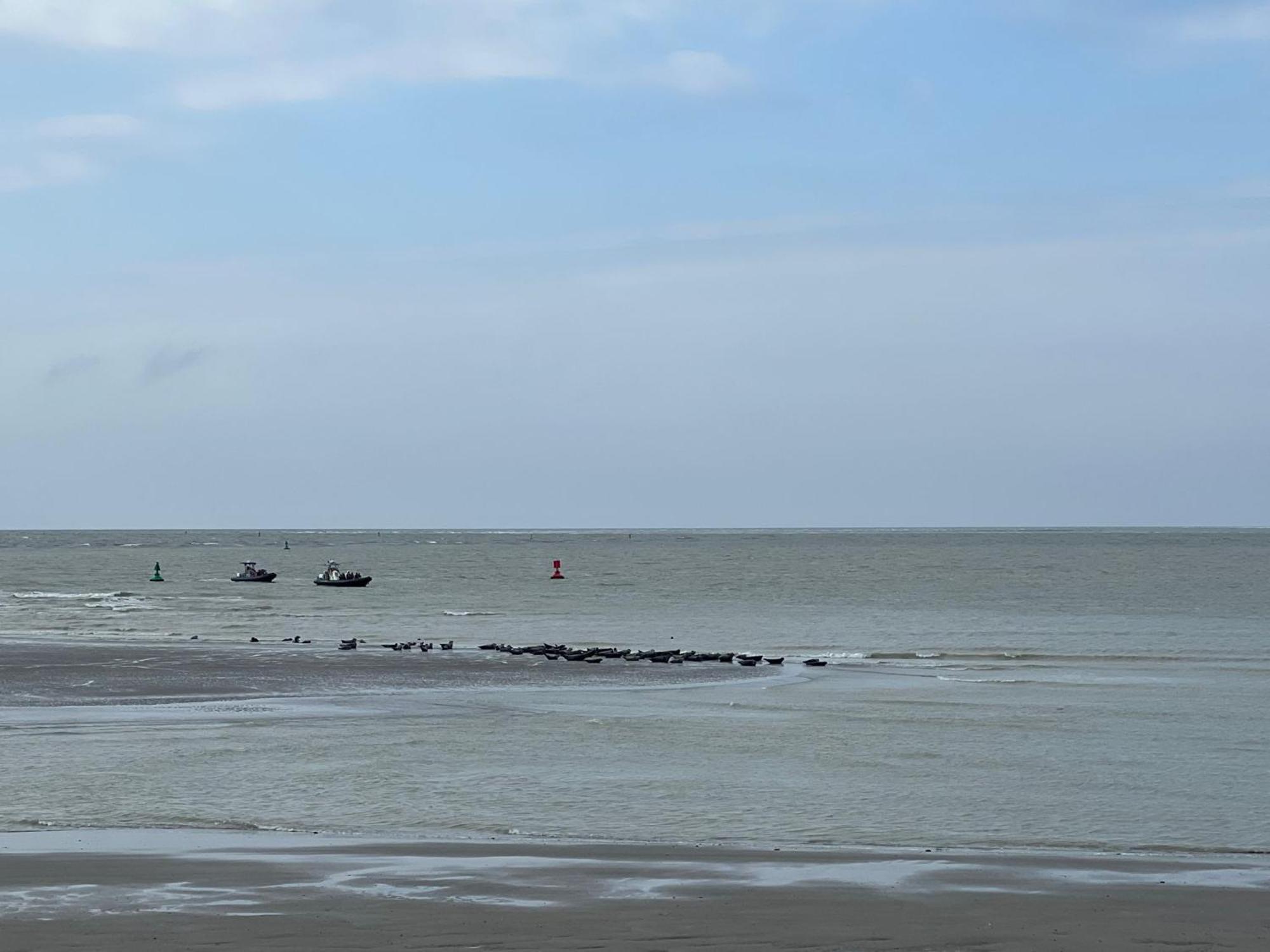 Plage A 50M Appartement Reves De Mer Villa Les Bains De Mers Exterior foto